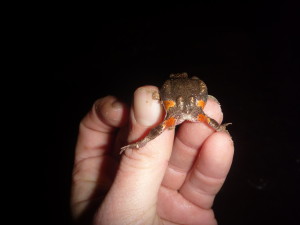Uperoleia rugosa, wrinkled toadlet
