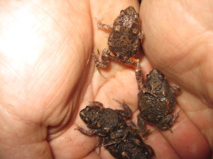 Handful of upes (Photo Angela Knerl)