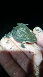 Female spotted marsh frog 