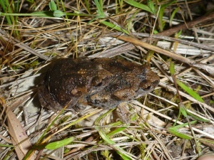 Smooth toadlets in amplexus