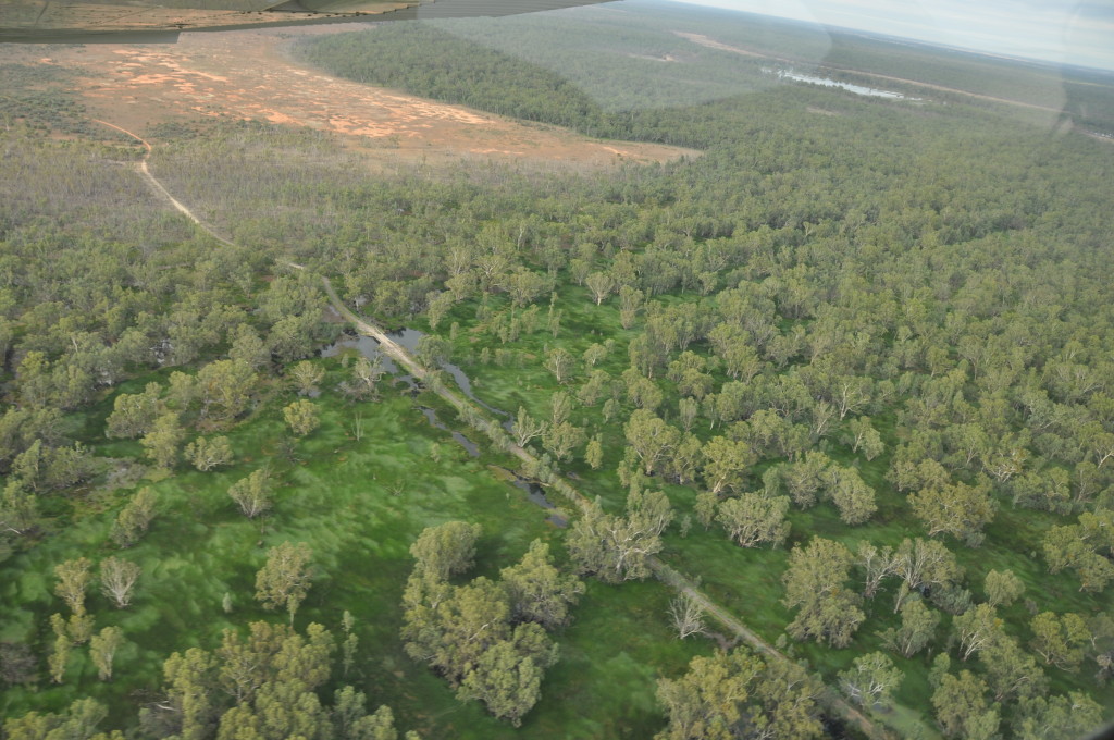 Road through spike rush, river red gum wetland.