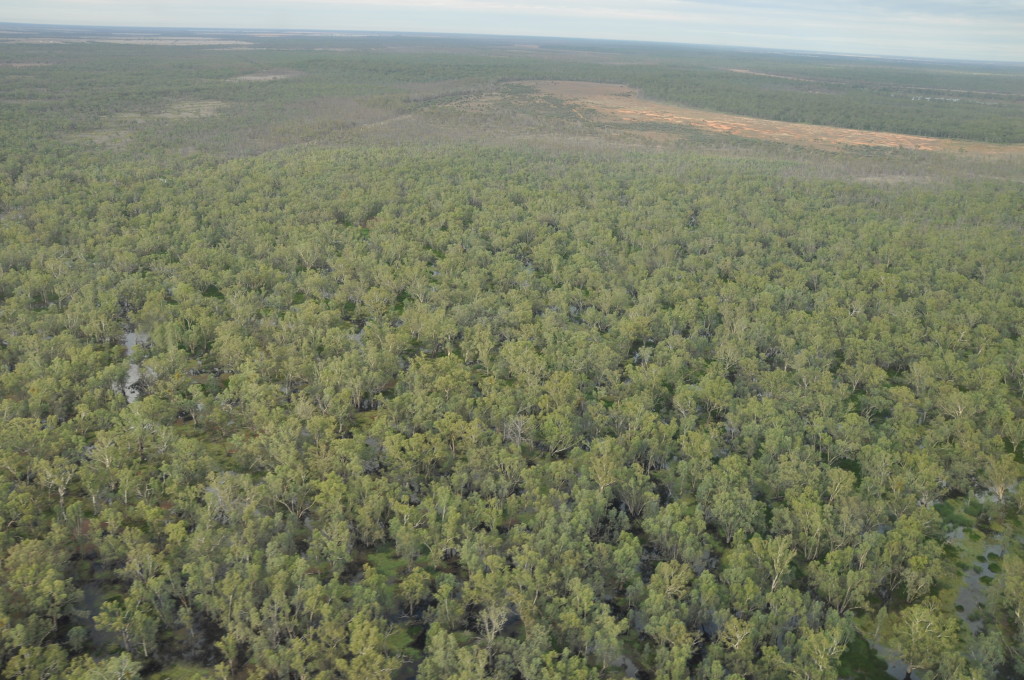 Vast river red gum woodland, part of Yanga National Park. 