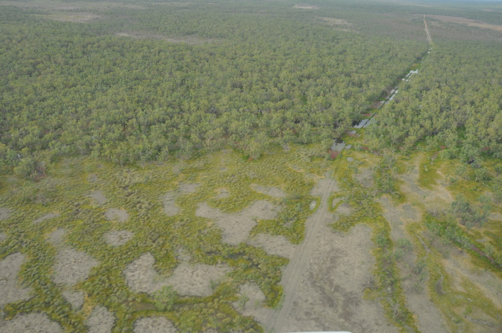 Edge of river red gum woodland wetland. 