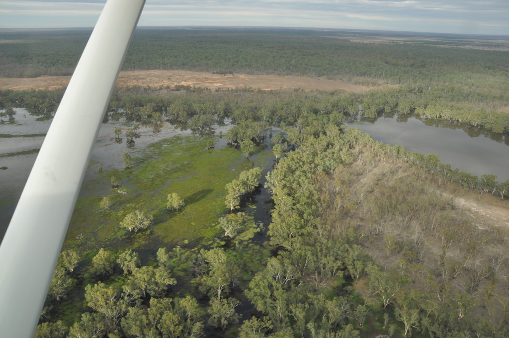 Open lakes surrounded by river red gums in Yanga National Park.