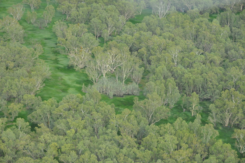 Egret and night heron nesting site (rookery), Yanga National Park. 