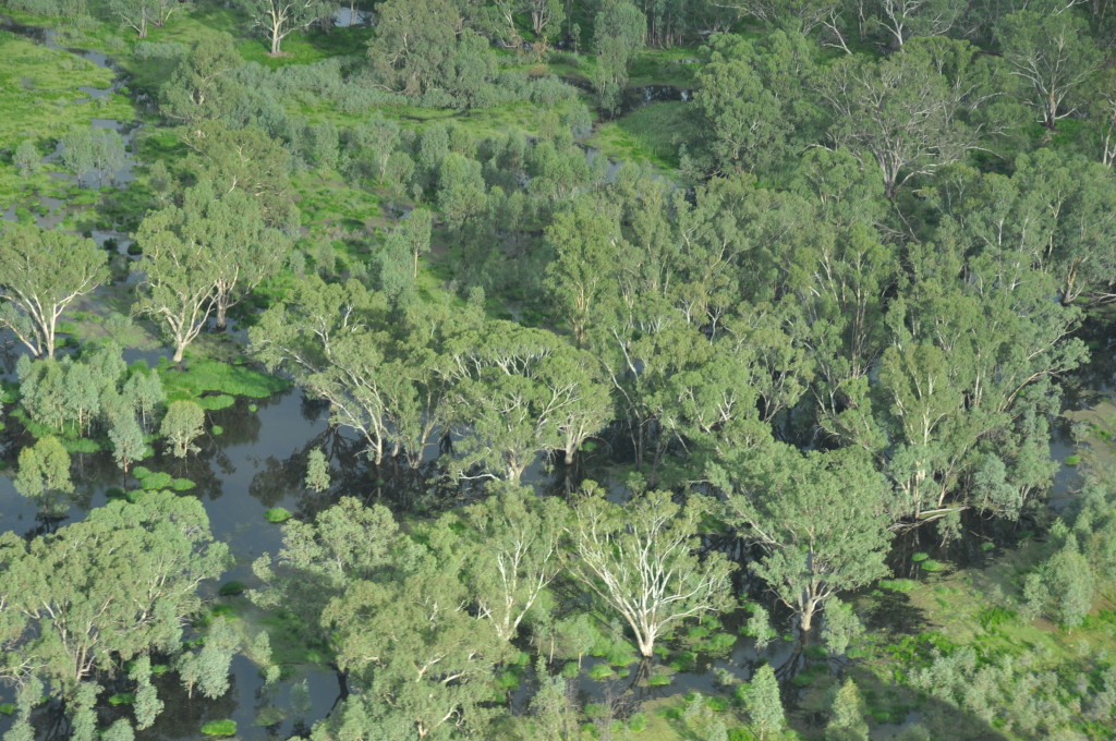Inundated river red gum (Eucalyptus camaldulensis) woodland. 