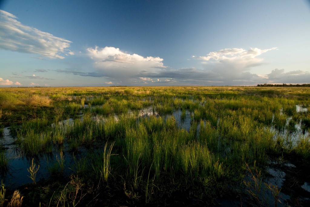 Uninterrupted horizon, Macquarie Marshes (Photo: D. Herasimtschuk)