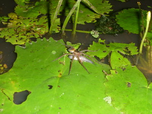 Spider eating mosquitofish (Gambusia holbrooki).