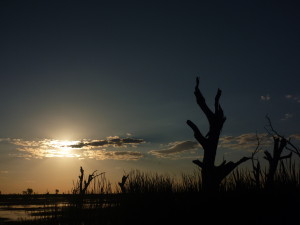 The southern lagoons, Macquarie Marshes