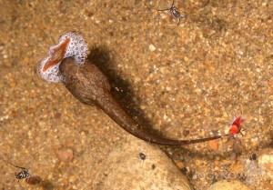 Megophrys major tadpole. Wide lips form an upturned funnel, all the better for feeding on surface films (Photo: Jodi Rowley)