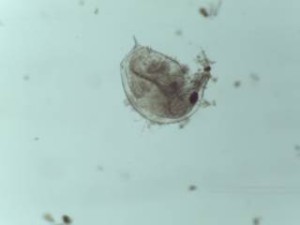 A tiny zooplankton (cladoceran). 